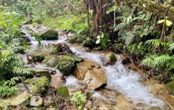 Aproximación al sistema fonológico y morfológico de la lengua Koreguaje (Amazonia Noroccidental): tesis de investigación