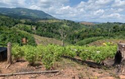 Tres alertas y 2000 hectáreas de coca en Nariño