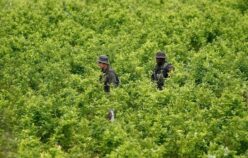 Colombia: el patio trasero antinarcóticos