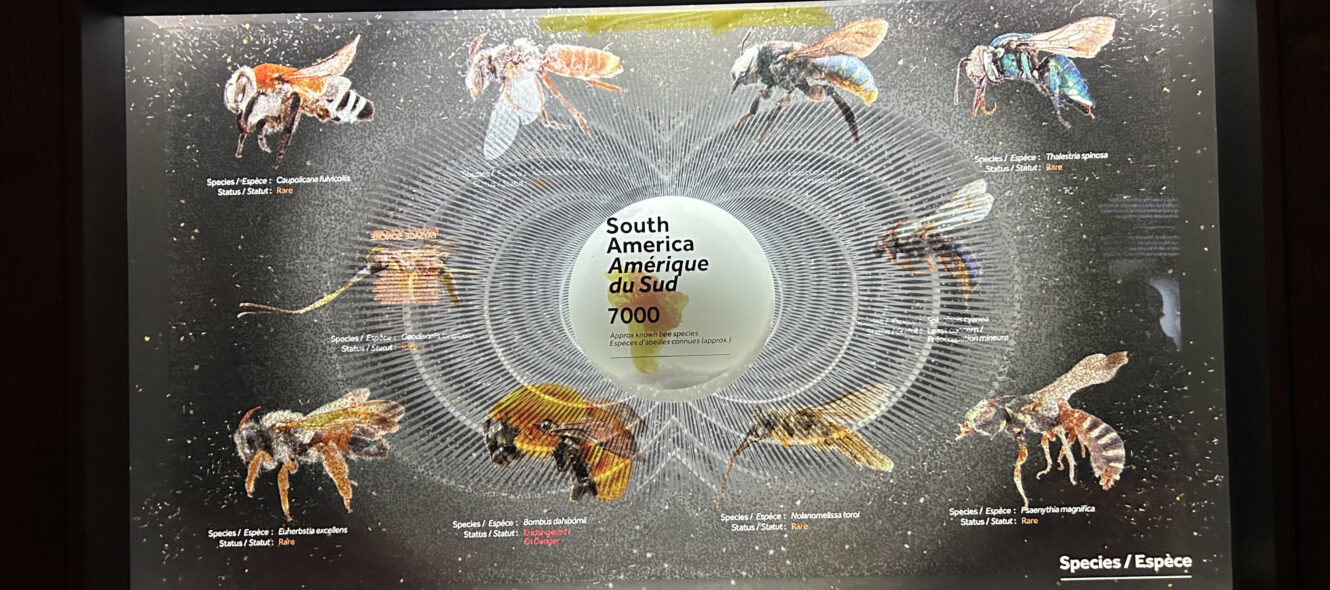Foto: Estefanía Ciro. Royal Ontario Museum. Exposición Bees. 2026.