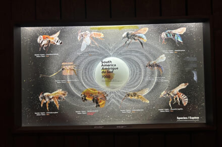 Foto: Estefanía Ciro. Royal Ontario Museum. Exposición Bees. 2026.